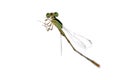 Dragonfly damselfly