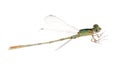 Dragonfly damselfly