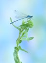 Dragonfly (damselfly) Enallagma cyathigerum (male)