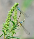 Dragonfly (damselfly) Ischnura elegans (couple)