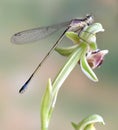 Dragonfly (damselfly) Ischnura elegans ebneri (fem
