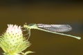 Dragonfly / damselfly / Odonata / Zygoptera