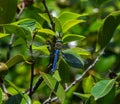 Dragonfly. Detailed macro image of dragonfly on green plant. Dragonfly Blue Royalty Free Stock Photo