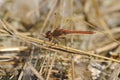 Dragonfly Devouring Its Prey