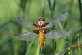Dragonfly with dew drops Royalty Free Stock Photo