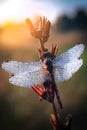 Dragonfly with dew drops on wings on blue background.