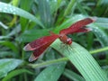 Dragonfly in the dewy grass