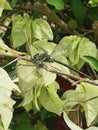 Dragonfly die when prech on the branch of tree Royalty Free Stock Photo