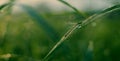 Dragonfly on a dewy leaf