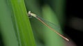 Dragonfly, Dragonflies of Thailand Aciagrion pallidum Royalty Free Stock Photo