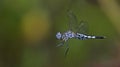 Dragonfly, Dragonflies of Thailand Acisoma panorpoides