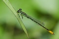 Dragonfly, Dragonflies of Thailand Agriocnemis minima Royalty Free Stock Photo