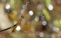 Dragonfly, Dragonflies of Thailand Brachythemis contaminata Royalty Free Stock Photo