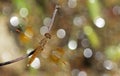 Dragonfly, Dragonflies of Thailand Brachythemis contaminata Royalty Free Stock Photo