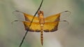 Dragonfly,Dragonflies of Thailand Camacinia gigantea