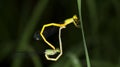 Dragonfly, Dragonflies of Thailand Ceriagrion indochinense