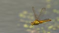 Dragonfly, Dragonflies of Thailand Crocothemis servilia Royalty Free Stock Photo