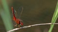 Dragonfly, Dragonflies of Thailand Crocothemis servilia