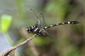 Dragonfly, Dragonflies of Thailand Gomphidia abbotti