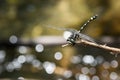 Dragonfly, Dragonflies of Thailand Gomphidia kruegeri kruegeri