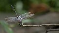 Dragonfly, Dragonflies of Thailand Gomphidia kruegeri kruegeri