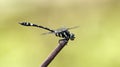 Dragonfly, Dragonflies of Thailand Gomphidia kruegeri kruegeri
