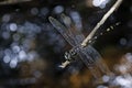 Dragonfly, Dragonflies of Thailand Gomphidia kruegeri kruegeri