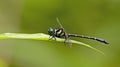Dragonfly, Dragonflies of Thailand Microgomphus chelifer