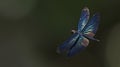 Dragonfly, Dragonflies of Thailand Rhyothemis plutonia