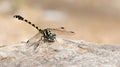 Dragonfly, Dragonflies of ThailandParagomphus capricornis