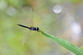 Dragonfly Royalty Free Stock Photo