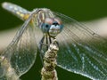 Dragonfly On Dried Twig 2