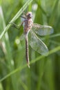 Closeup of a dragonfly dries its wing after her emergence.