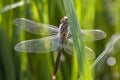 Closeup of a dragonfly dries its wing after her emergence.