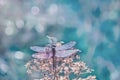 Dragonfly in droplets of sparkling dew on a flower