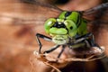 Dragonfly on dry branch Royalty Free Stock Photo