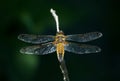 Dragonfly on the dry branch