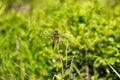 Dragonfly on a dry branch of a tree. Royalty Free Stock Photo