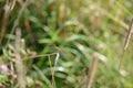 Dragonfly on dry grass on a summer meadow on a sunny day Royalty Free Stock Photo