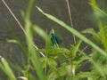 dragonfly drying wings Royalty Free Stock Photo