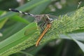 Dragonfly eat canibal predator Royalty Free Stock Photo