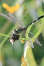 Dragonfly eating small butterfly insects predator