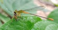 Dragonfly eating smole insect clous-up photography