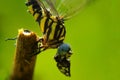 Dragonfly eats insect