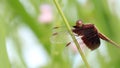 Dragonfly on edge of grass.