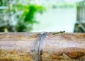 The dragonfly on the edge of the pond