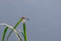 The dragonfly on the edge of the pond