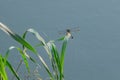 The dragonfly on the edge of the pond