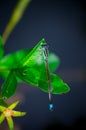 The dragonfly on the edge of the pond