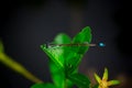 The dragonfly on the edge of the pond